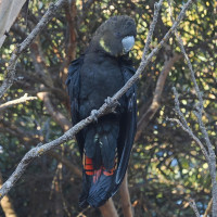 Glossy Black-Cockatoo